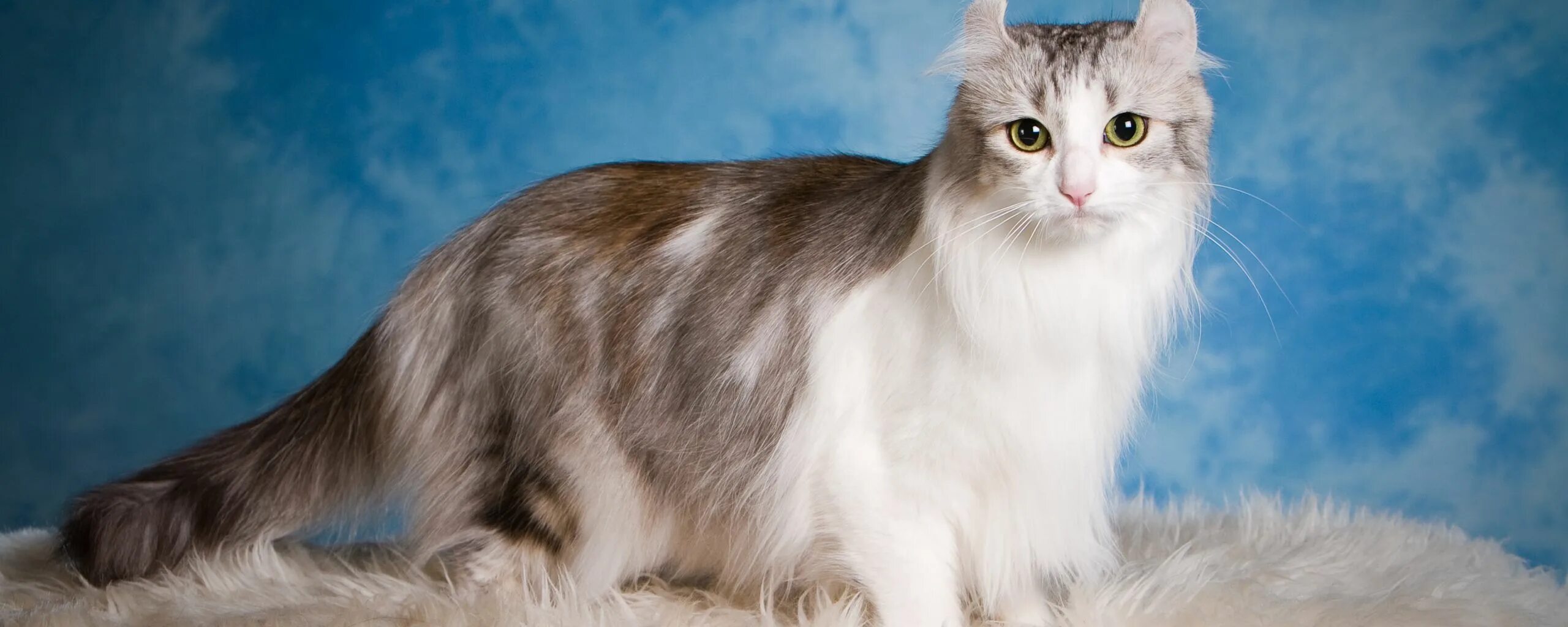 American Curl Cat & Kitten Breed and Adoption Info Petfinder