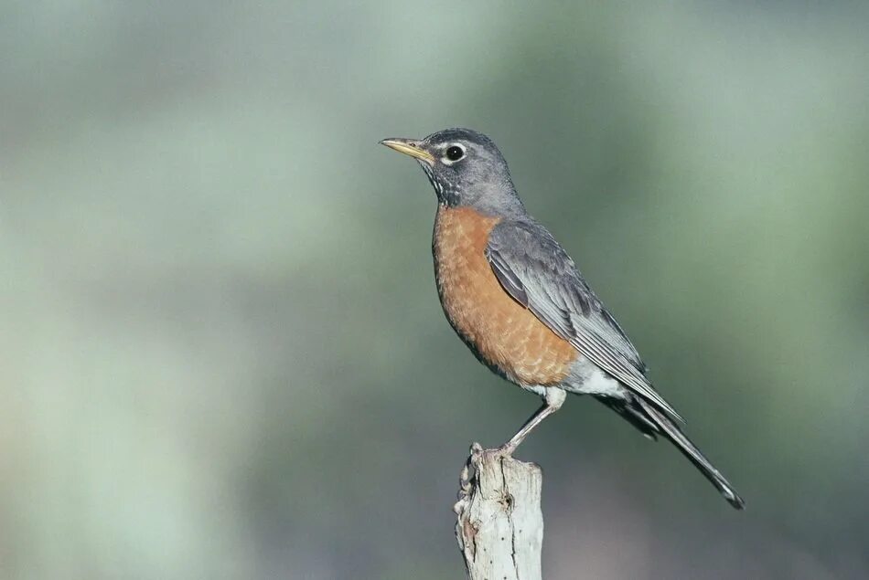 Bird but it is