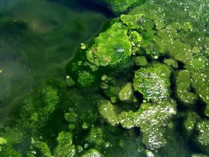 Слизистая вода