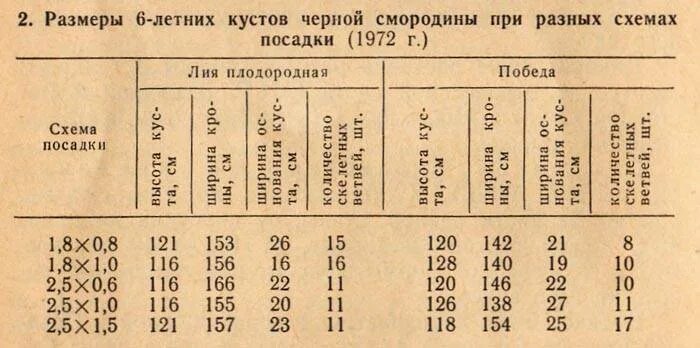 Расстояние между кустами смородины при посадке. Ширина куста смородины черной. Смородина чёрная посадка Размеры между кустами. Посадка смородины расстояние между кустами. Черная смородина диаметр куста.