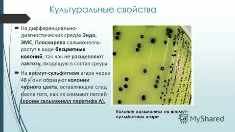 Среда род