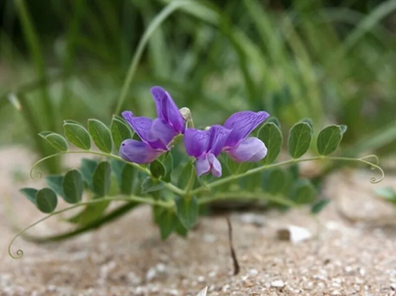 Морской горох. Чина японская. Чина Приморская Lathyrus maritimus. Lathyrus japonicus. Чина Алеутская.