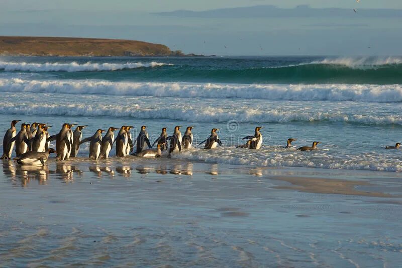 Пингвины идут с пляжа молча. Aptenodytes patagonicus patagonicus. Пингвины идут к морю. Пингвины в походе. Пингвины с утра идут к морю.