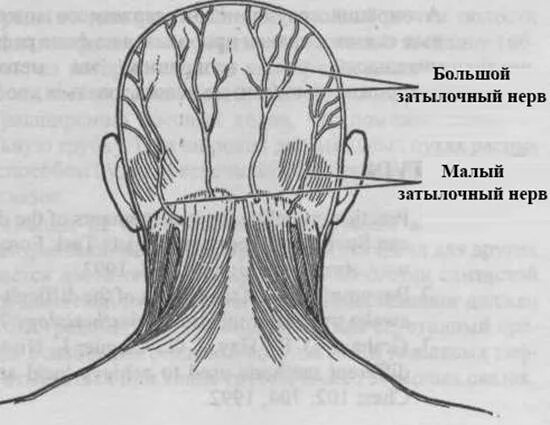 Боли в шее у основания черепа. Затылочный нерв анатомия схема. Затылочный и тройничный нерв. Неврит малого затылочного нерва.