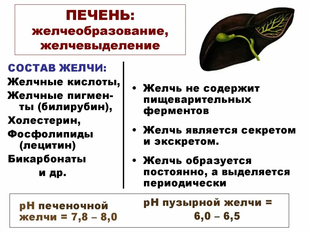 Железистые клетки печени вырабатывают желчь. Желчь физиология пищеварения. Состав пищеварительного сока печени.