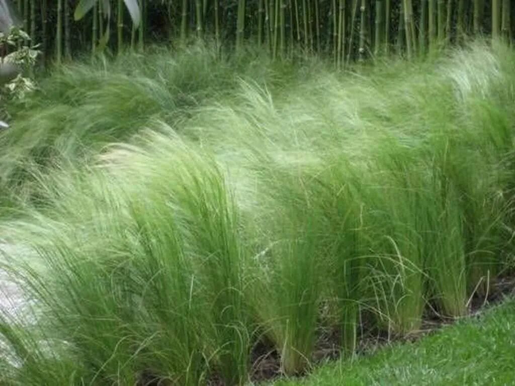 Ковыль тончайший (stipa tenuissima) pony tails. Ковыль перистый сухоцвет. Ковыль тростниковый. Stipa tenuissima. Ковыль stipa tenuissima.