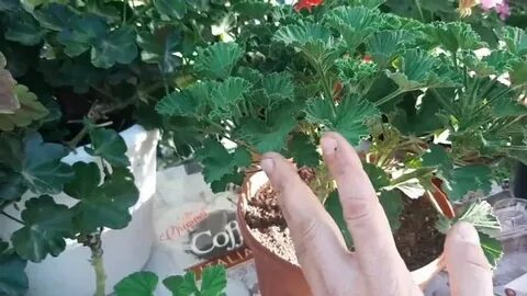 Можно ли черенковать герань осенью