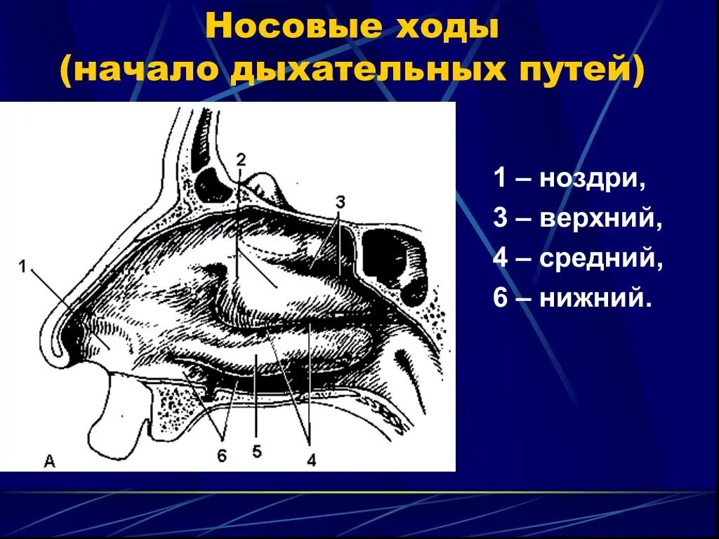 В верхний носовой ход открывается пазуха. Носовые ходы. Носовые ходы полости носа. Верхний носовой ход.