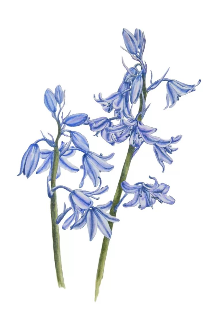 Delphinium куст. Bluebell. Ботаническая иллюстрация Агапантус. Цветок "колокольчик".