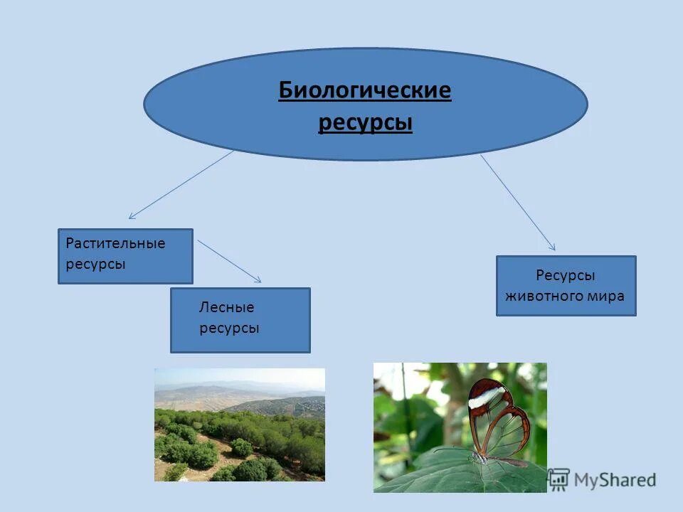 Какие ресурсы человек получает от природы каковы. Биологические ресурсы. Биологические природные ресурсы. Природные ресурсы это в биологии.