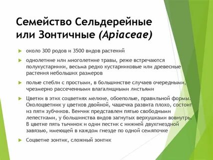 Характеристика семейства и виды