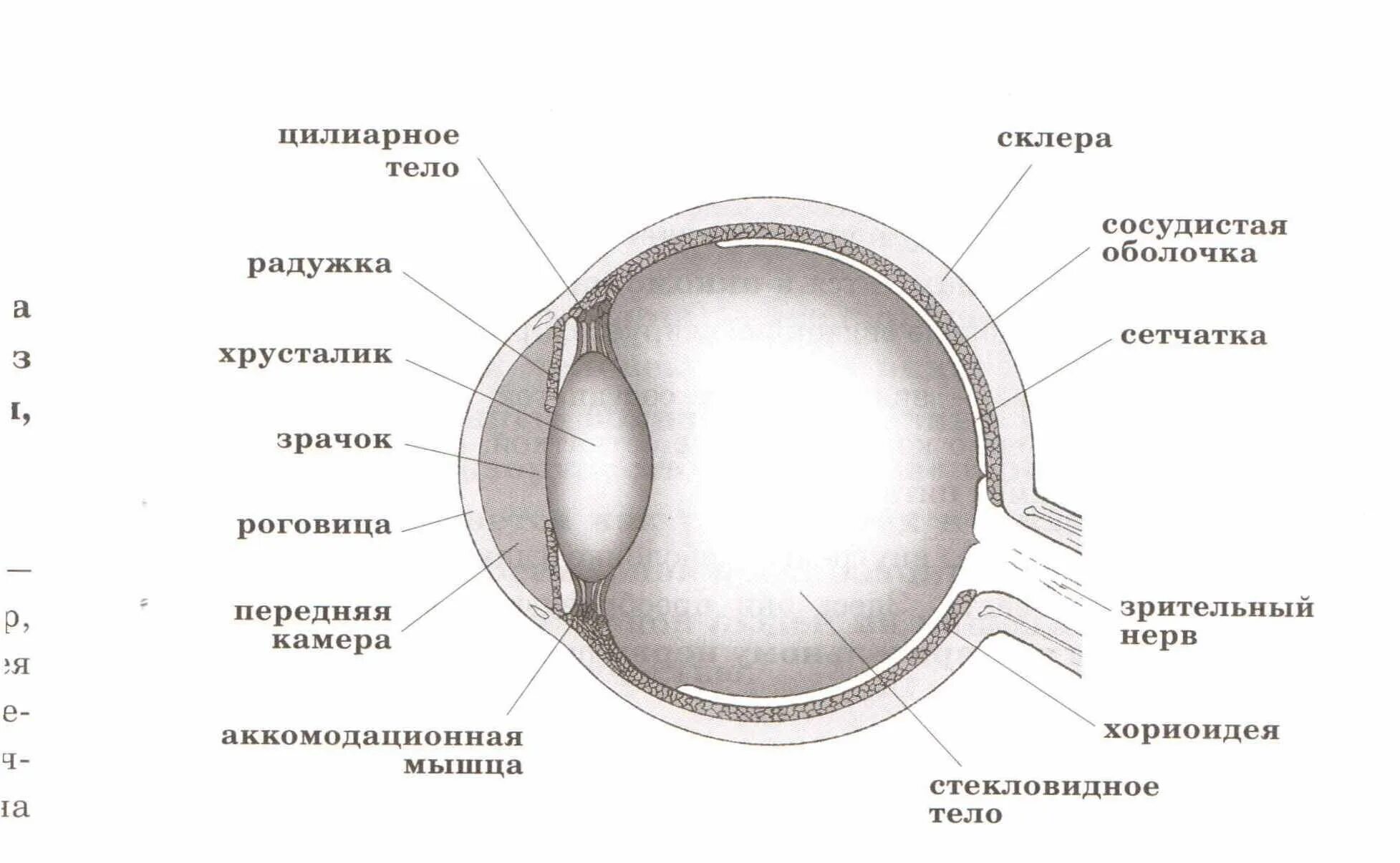 Строение глаза человека схема ЕГЭ. Строение глаза анатомия ЕГЭ. Анатомия строение глаза человека ЕГЭ биология. Схема строения глаза человека ЕГЭ биология.