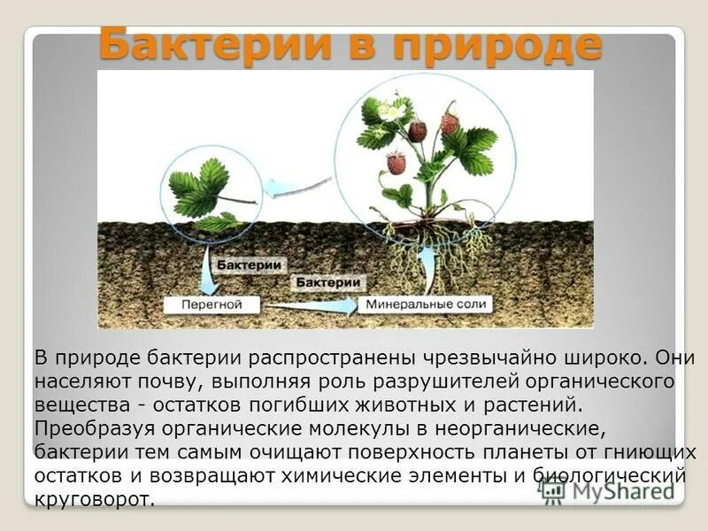 Какую роль бактерии играют в природе 7. Бактерии в природе. Роль бактерий в природе. Биология роль бактерий в природе. Роль бактерий в природе конспект.