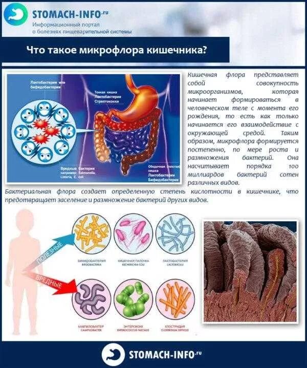 Симптомы нарушенной микрофлоры. Основные клинические симптомы дисбиоза кишечника. Микрофлора кишечника. Дисбаланс кишечной микрофлоры. Бактерии в пищеварительной системе.