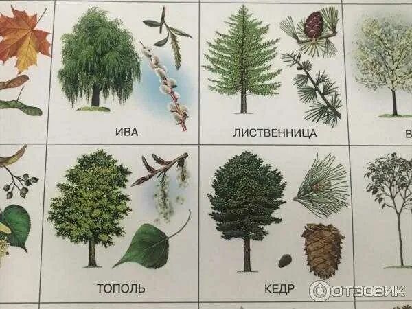 20 видов деревьев. Деревья названия. лиственные деревья россии. названия деревьев с картинками. деревья россии названия.