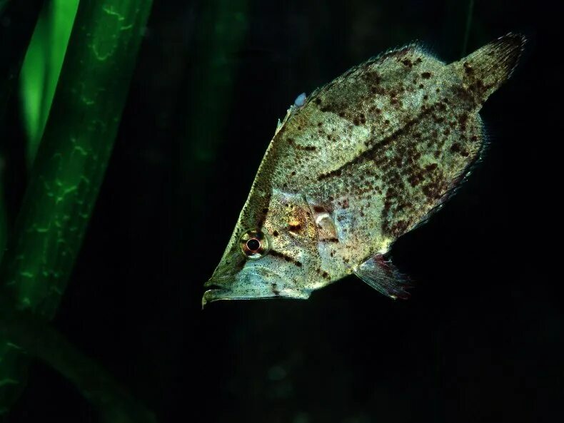 Рыбка лист. Monocirrhus polyacanthus. рыба лист. рыба листик. южноамериканская рыба-лист.