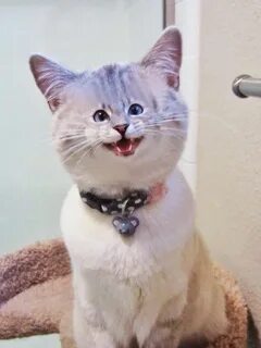 Котики со смешной