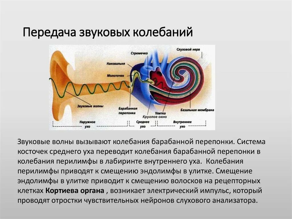 Звуковая информация передается посредством. Звуковая информация передается посредством