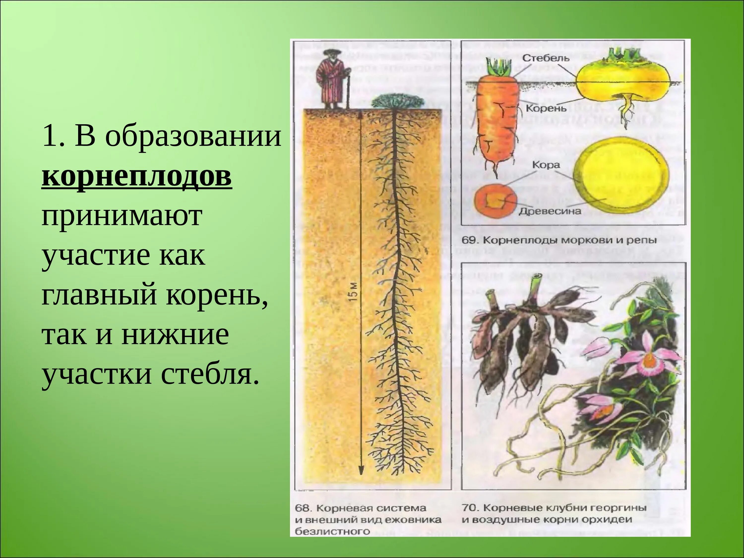 В образовании корнеплодов участвуют. Строение корня. В образовании корнеплодов принимает участие корни. Ботаника корневая система. Ботаника в системе