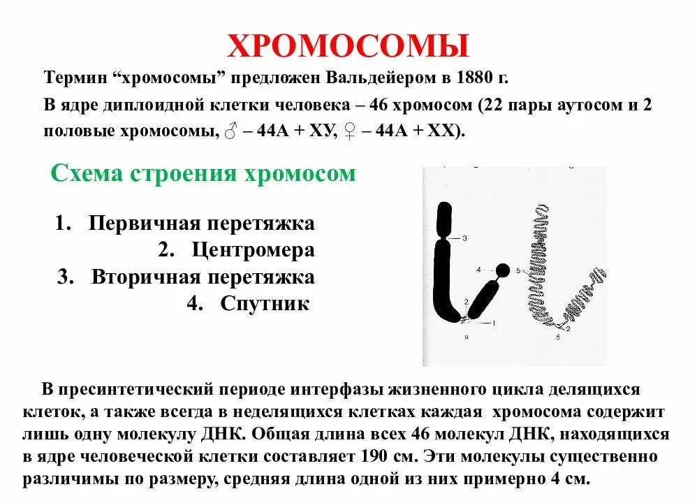 Определение терминов хромосомы. Термин хромосома. хромосомы человека. длина хромосомы. термины строения хромосомы.