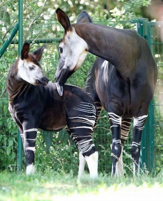 Animal mums. Окапи Лесной Жираф. Карликовые Жирафы окапи. Окапи это млекопитающие. Окапи Джонстона.