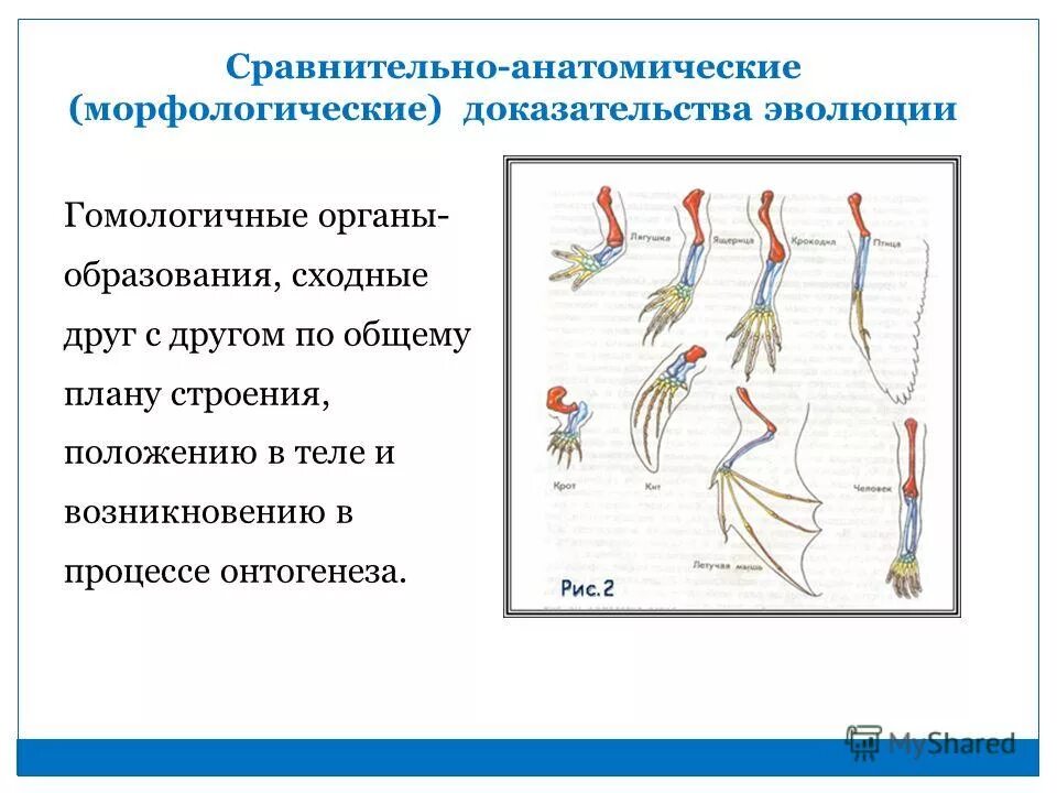 Анатомического доказательства эволюции атавизма. Палеонтологические и сравнительно-анатомические доказательства. сравнительно анатомические свидетельства эволюции. сравнительно-анатомические доказательства эволюции. сравнительно анатомические доказательства антропогенеза.