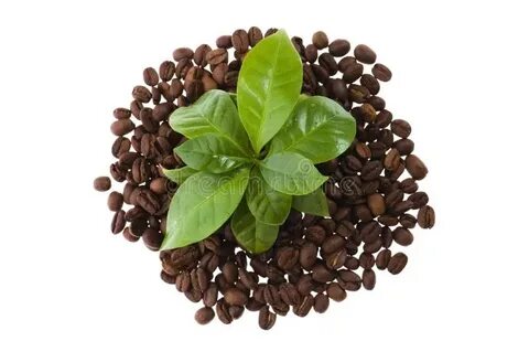 Grown coffee