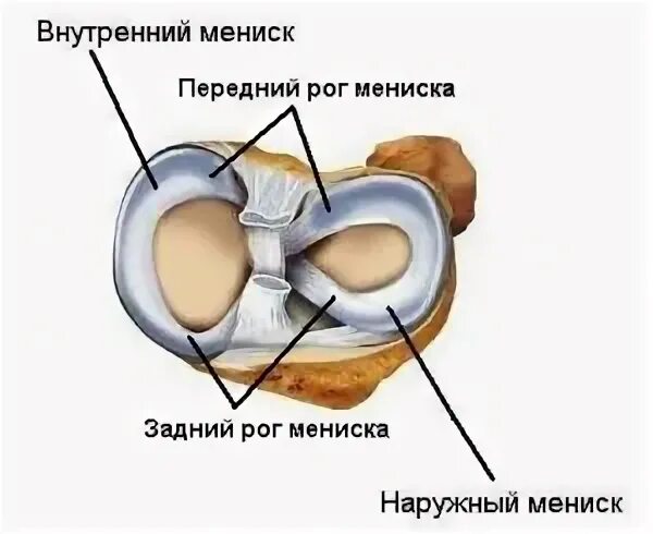 Строение заднего рога медиального мениска. Строение мениска задний Рог. Задни ЙРОГ мкдиалього мениска.