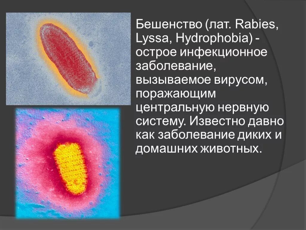 Бешенство этиология. Бешенство возбудитель болезни. Вирусное заболевание бешенство. Вирус бешенства презентация. Вирус бешенства микробиология.