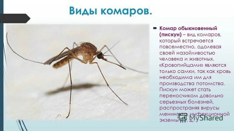 Что делать если комар мешает спать ночью. Комар пискун отделы и форма тела. комар обыкновенный пискун. комар пискун описание. комар обыкновенный тип.
