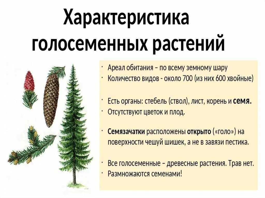 Органы голосеменных растений 6 класс. Характеристика отдела Голосеменные. Общее строение голосеменных растений. Схема голосеменных растений 7 класс.