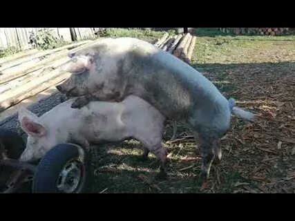 Спаривание свиней
