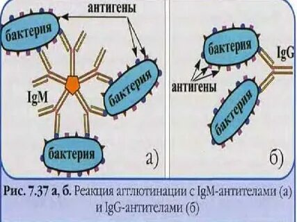 Антитела бактерии