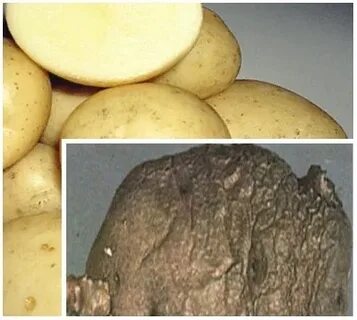 Жарка картофеля это потемнение