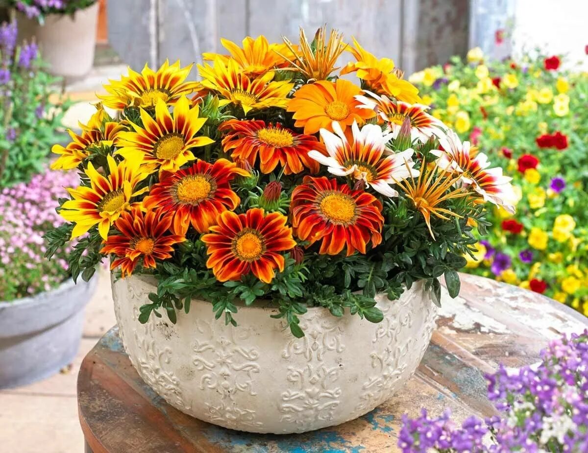 Гацания посадка в грунт. Клумба с эустомами и гацания. Гацания цветок. Гацания, газания, гацания. Гацания посадка в грунт.