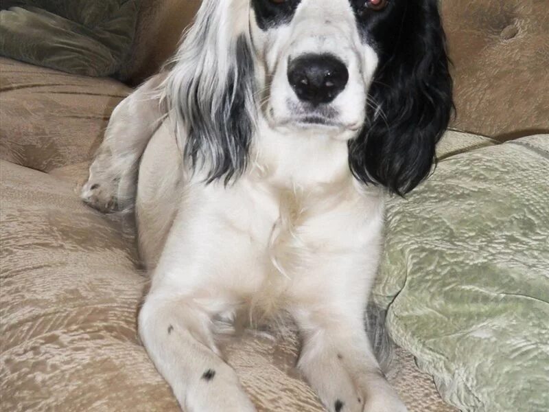 русский охотничий спаниель. кокер спаниель пегий. русский спаниель окрасы. русский спаниель черно подпалый. русский спаниель пегий окрас.