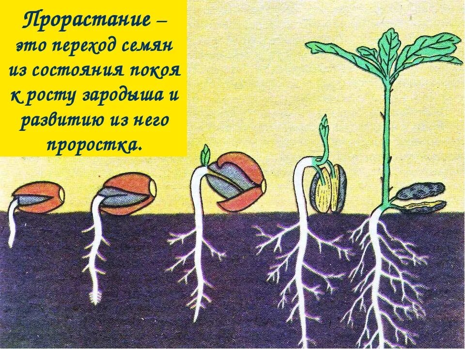 Почему хотели посадить