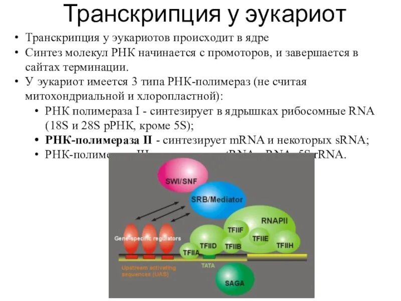 В ядрышке происходит синтез рнк. Схема синтеза белка в рибосоме. В ядрышке происходит синтез рнк. В ядрышке происходит синтез рнк. Синтез рибосомы в ядре.