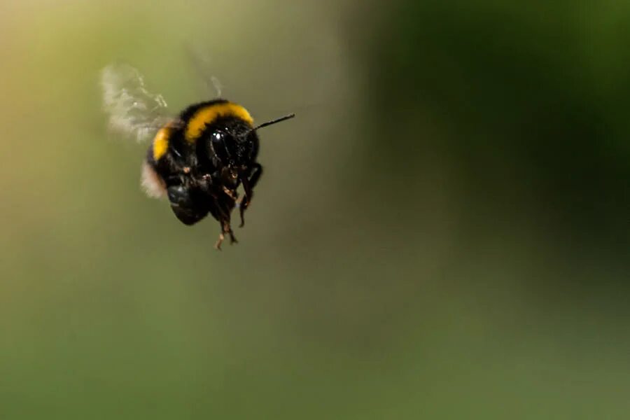 Bee fly. Пчела вид спереди. Пчела в полете вид сверху. Пчела из кельи восковой. Тип полета пчелы.