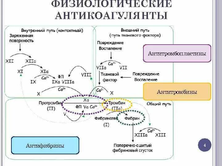 Механизм действия протеина с. Антитромбин iii не ингибирует фактор. Антитромбин iii не ингибирует фактор. Антитромбин iii не ингибирует фактор. Антитромбин iii не ингибирует фактор.