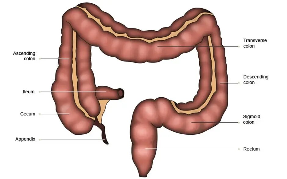 Аппендикс толстой кишки. Толстая кишка анатомия отделы. Строение Толстого кишечника анатомия. Строение ободочной кишки анатомия. Толстый кишечник рисунок анатомия.