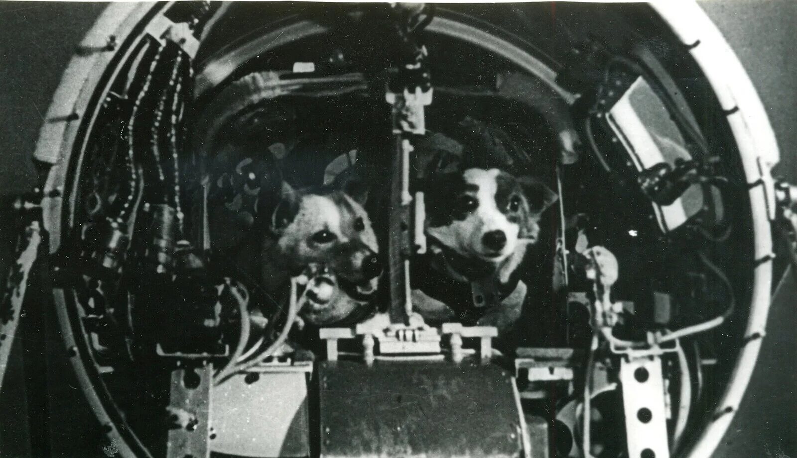 Какие живые существа были в космосе. Первый полет в космос собаки белка и стрелка. Белка и стрелка собаки космонавты в космосе. Белка и стрелка 1960. Космический корабль Спутник 5 белка и стрелка.