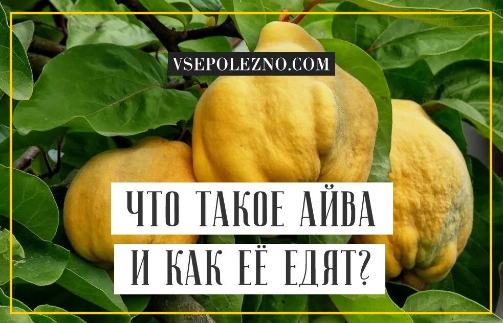 Айва можно есть в сыром виде. Айва при сахарном диабете. айва для диабетиков 2. айва фрукт полезные. чем полезна айва.