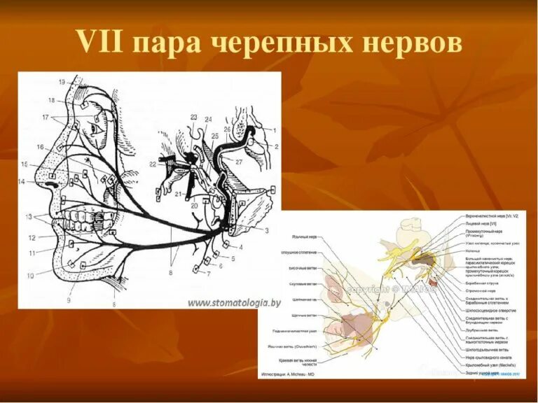 Схема 5 пары черепных нервов. Седьмая пара черепно мозговых нервов схема. 5 Пара черепных нервов схема. 7 Пара черепных нервов анатомия. 7 черепной нерв