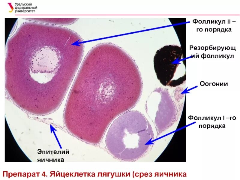 Граафов пузырек яичника. Яйцеклетка беззубки гистология. Яйцеклетка лягушки гистология. Яйцеклетка лягушки окраска гематоксилин-эозин. Яйцеклетка беззубки препарат.