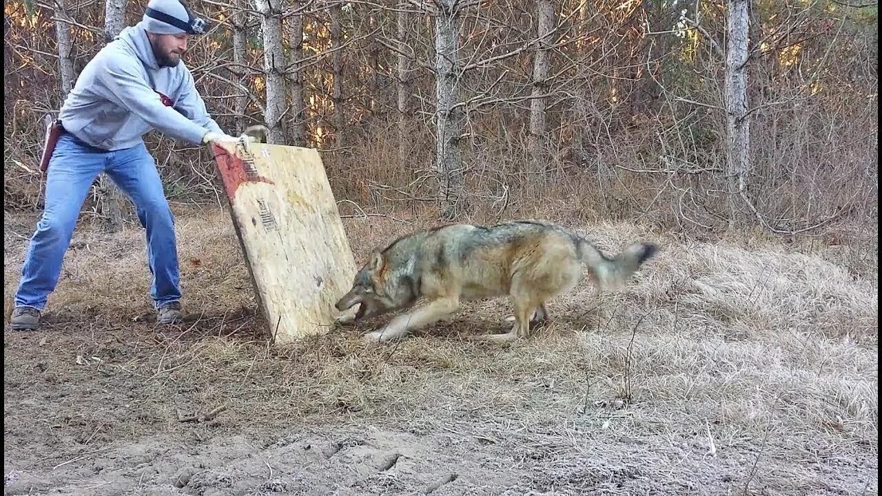 нападают ли волки на людей в лесу