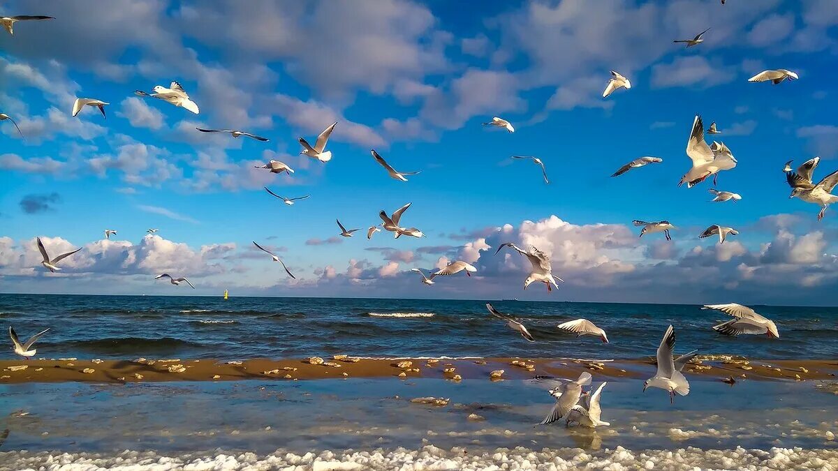 Улетели птицы за море миновало. Море, Чайки. Птицы над морем. Чайка на море. Чайки над морем.