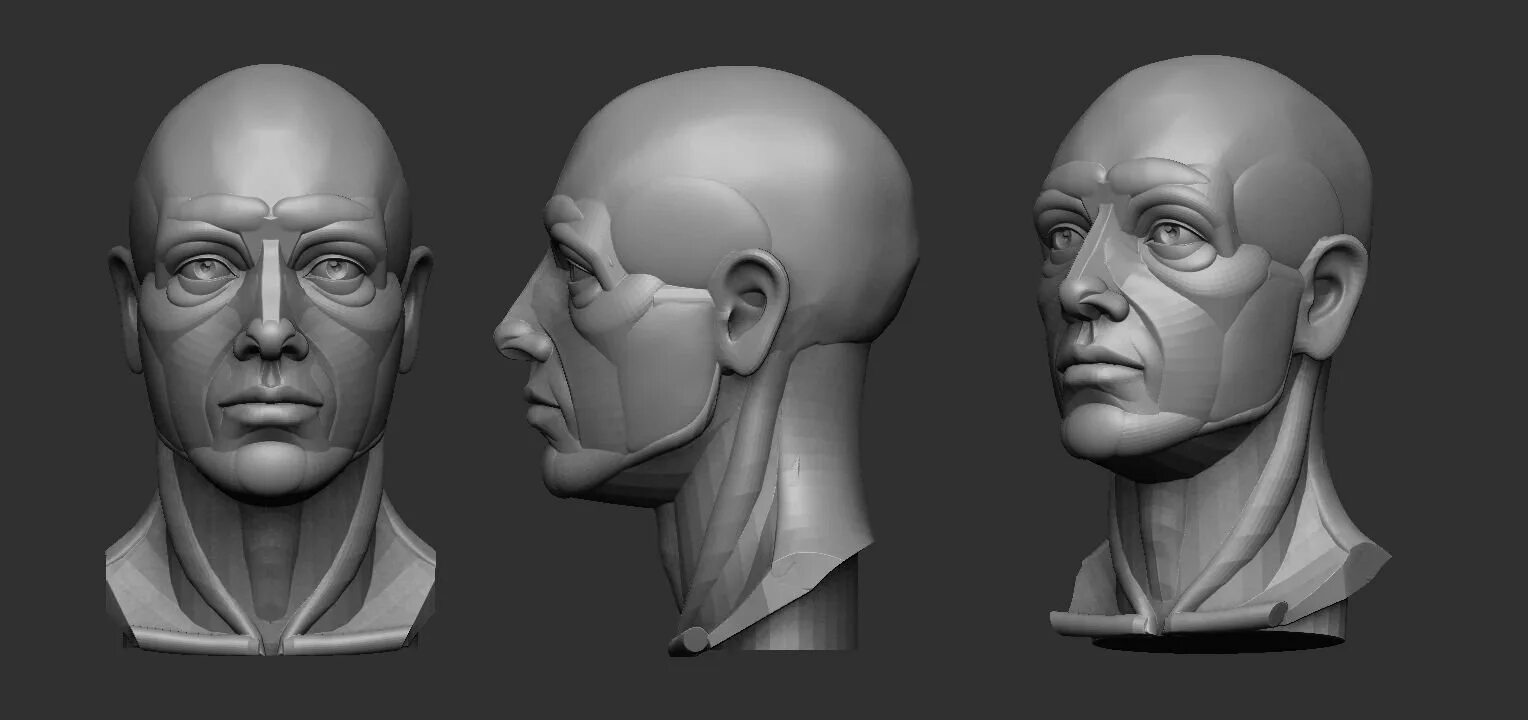 Голова спереди. Planar head 3d модель. голова референс 3д. макет головы. модель головы для рисования.