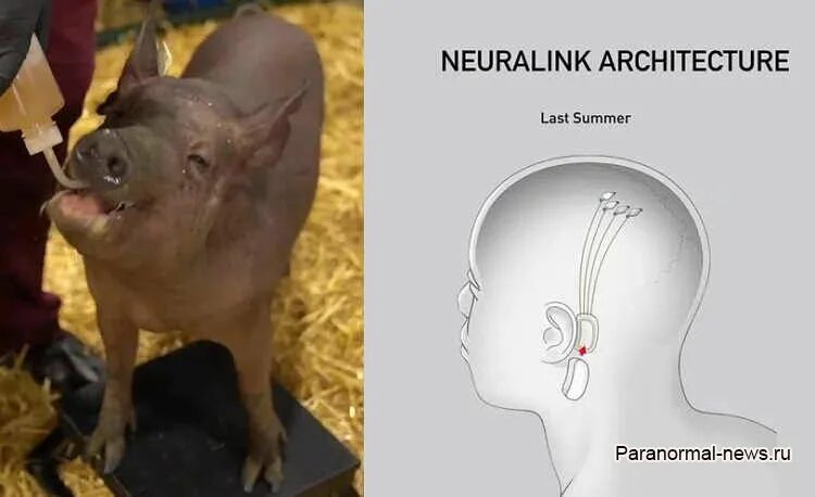 Neurolink чип. Свинья с имплантированным в мозг чипом.