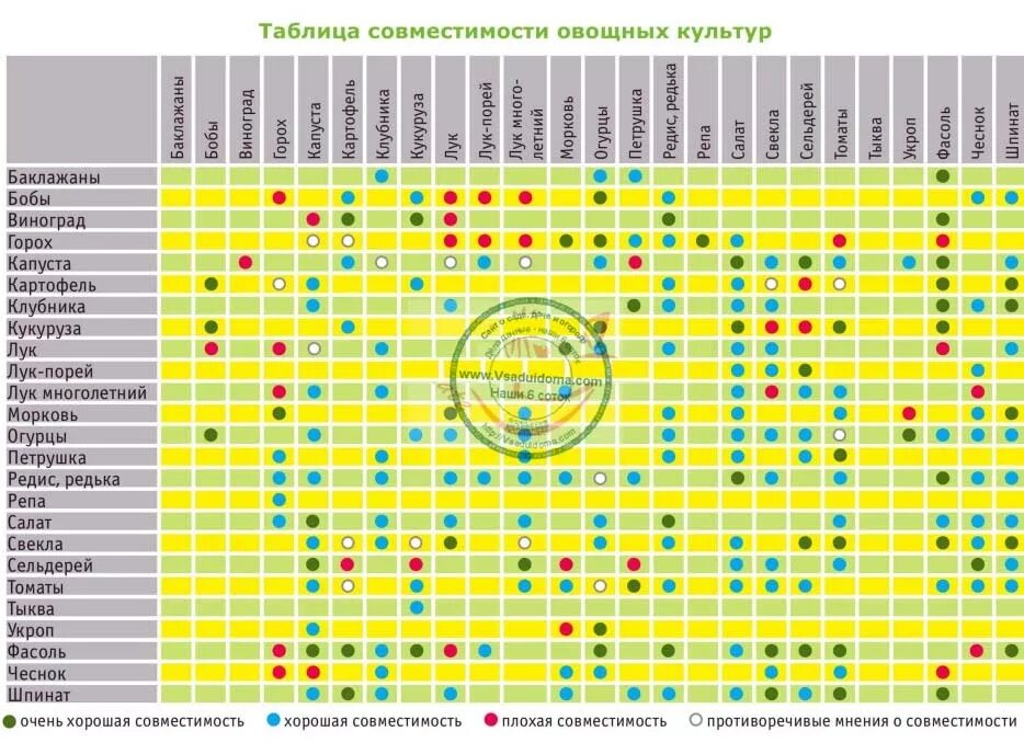Какие овощи совместимы